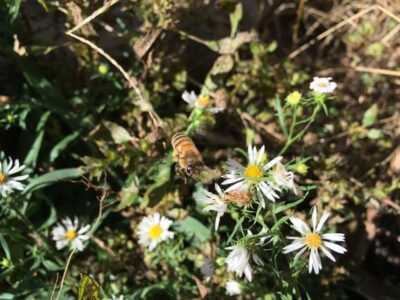 7 Interesting Facts About Honeybees Image